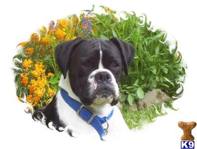 ~Sponge bob~ AKC black stud